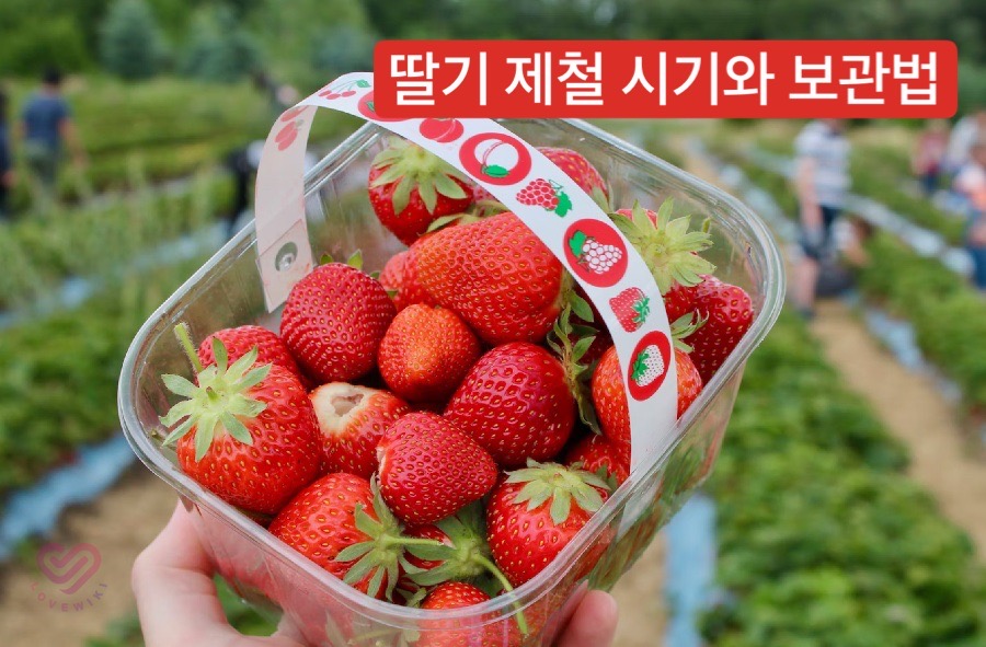 딸기 제철 시기와 보관법